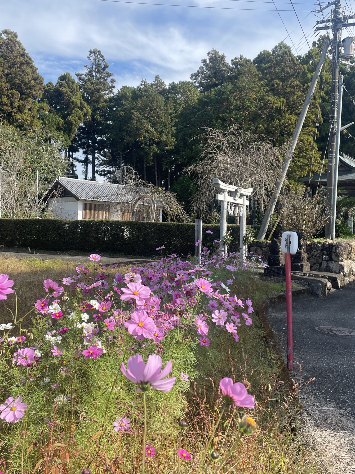 29番国分寺→30番善楽寺→31番竹林寺