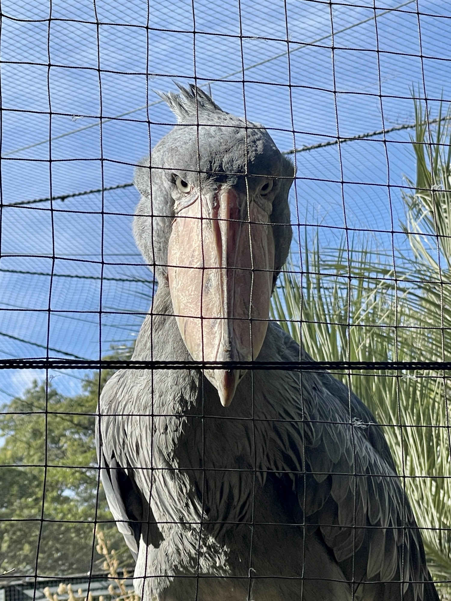 高知木曜市→海洋堂 Space Factory なんこく→のいち動物公園